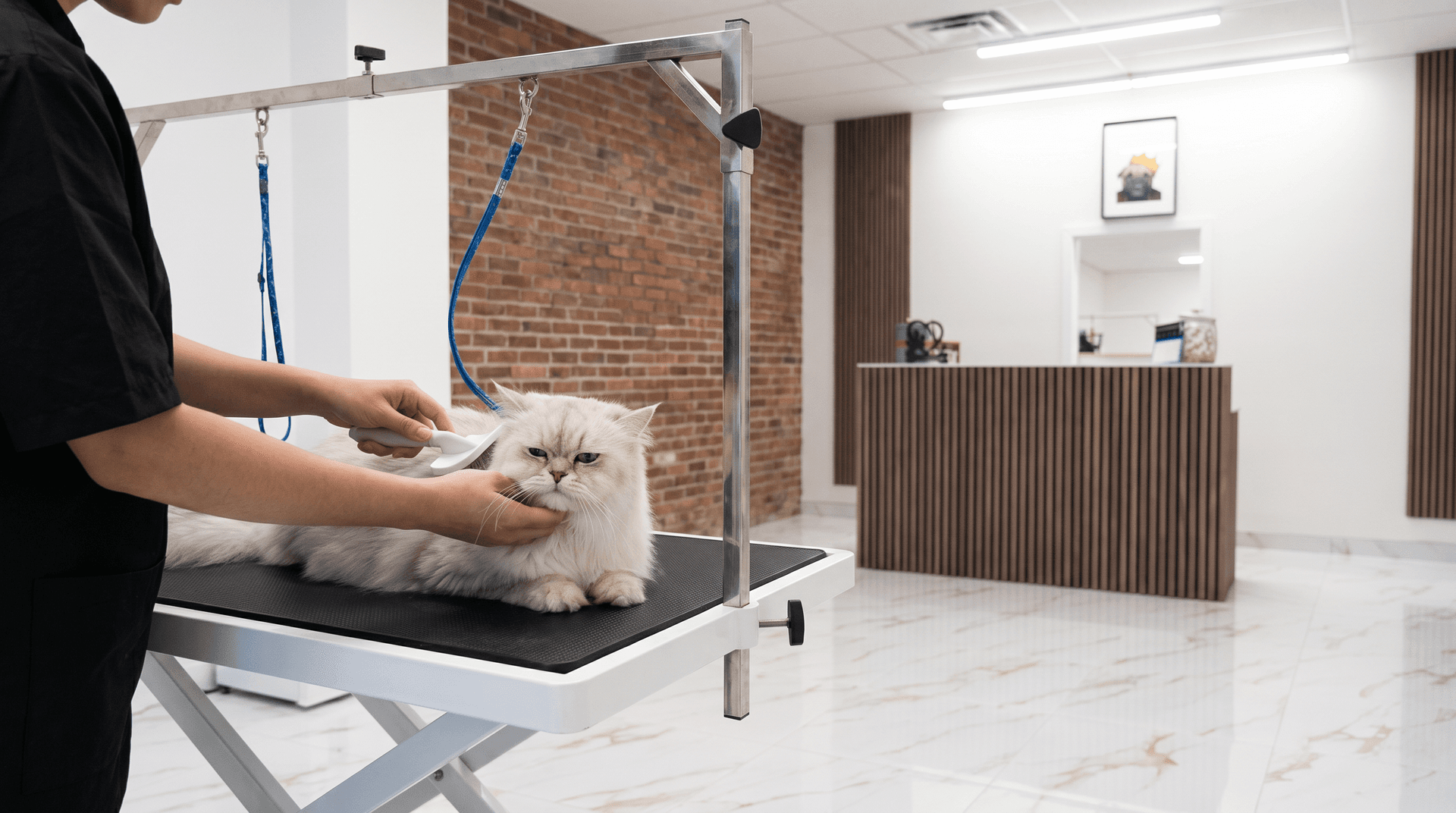 Un chat persan brossé sur une table de toilettage