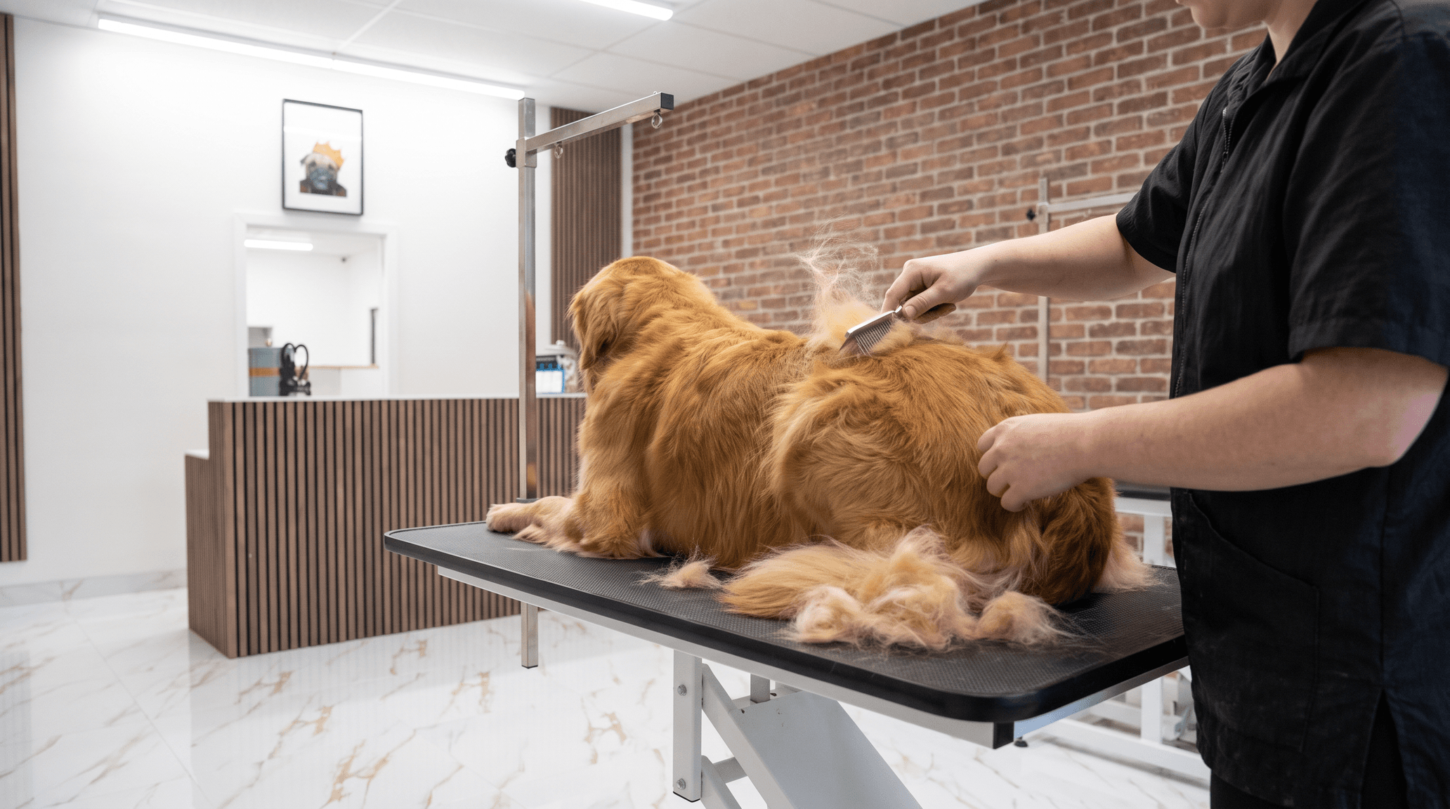 Brossage anti-mue d'un golden retriever, le poil mort sur la table