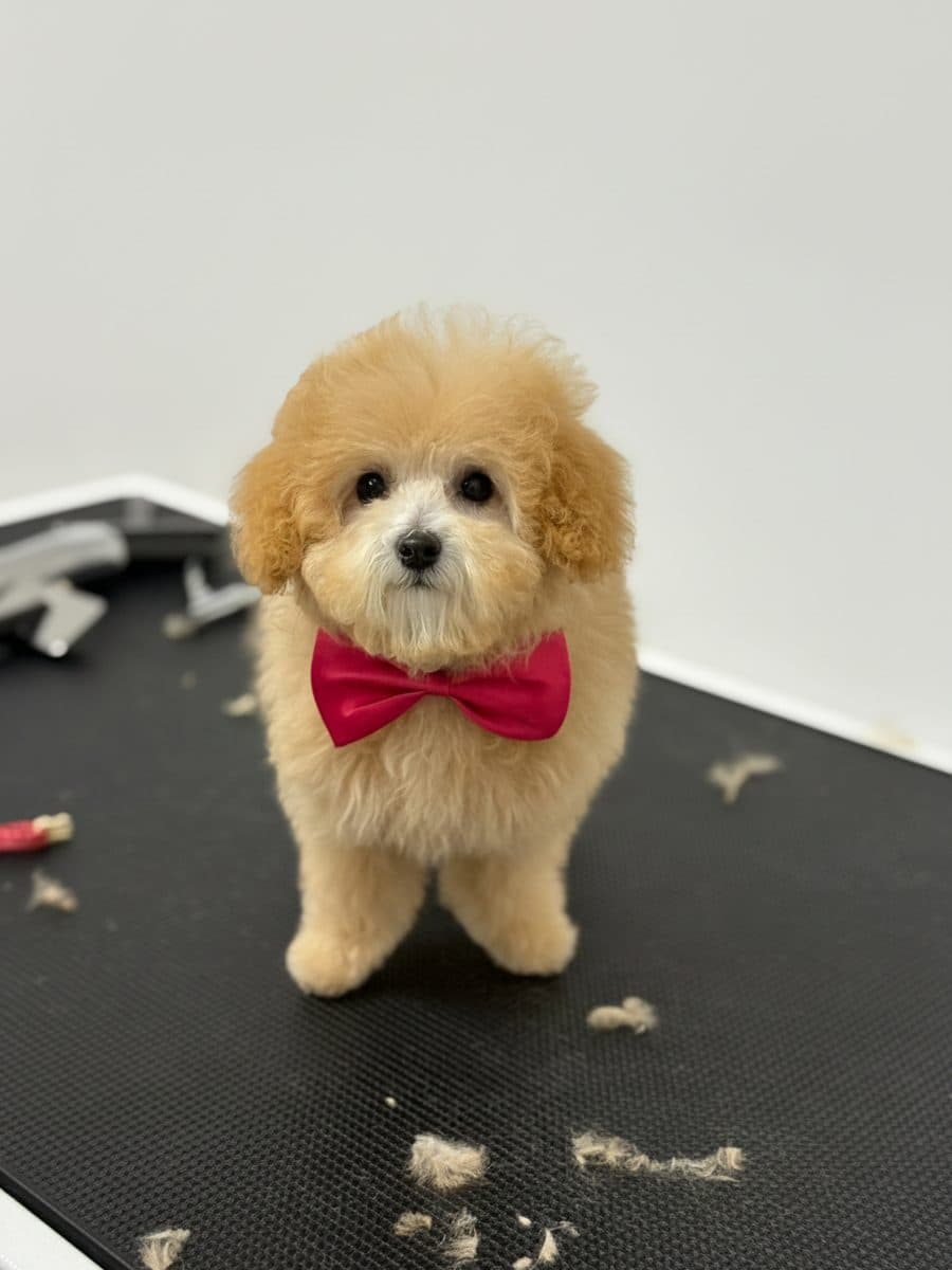Un chien après son toilettage chez Royal Toilettage à Montréal