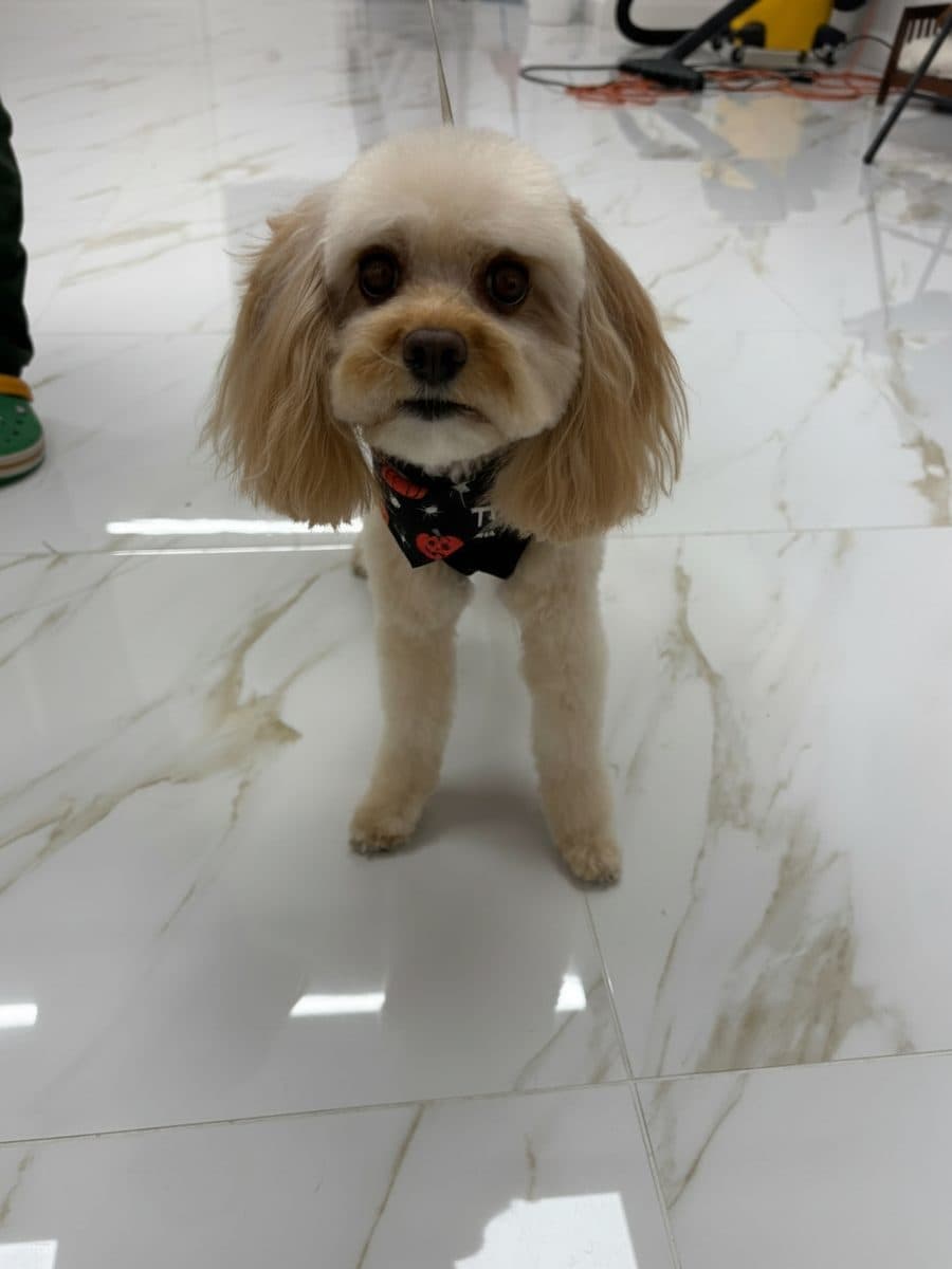 Un chien après son toilettage chez Royal Toilettage à Montréal