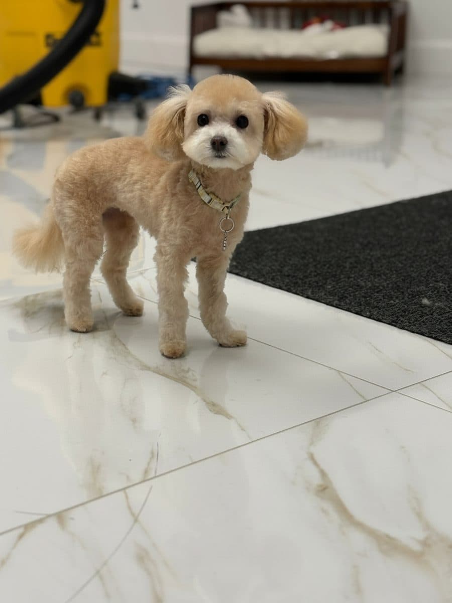Un chien après son toilettage chez Royal Toilettage à Montréal