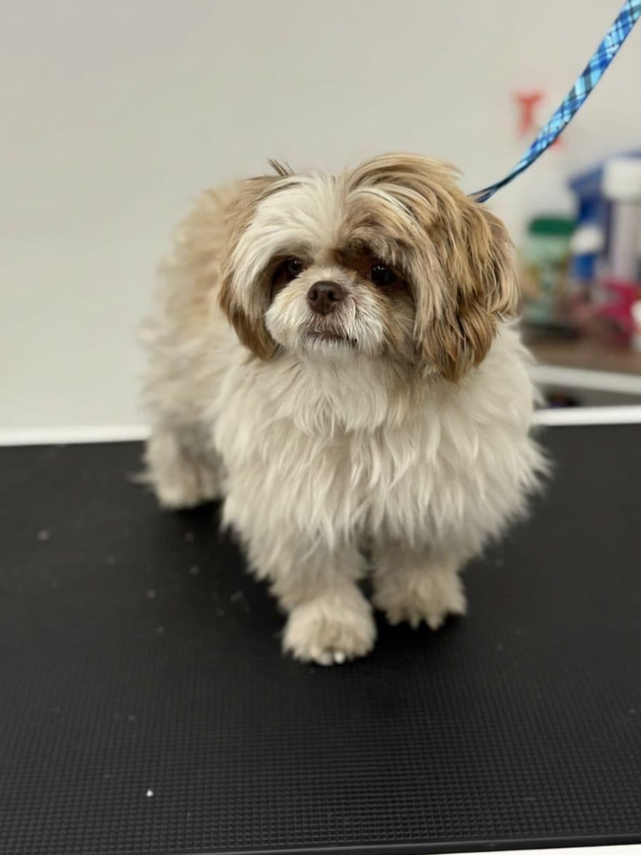 Un chien après son toilettage chez Royal Toilettage à Montréal