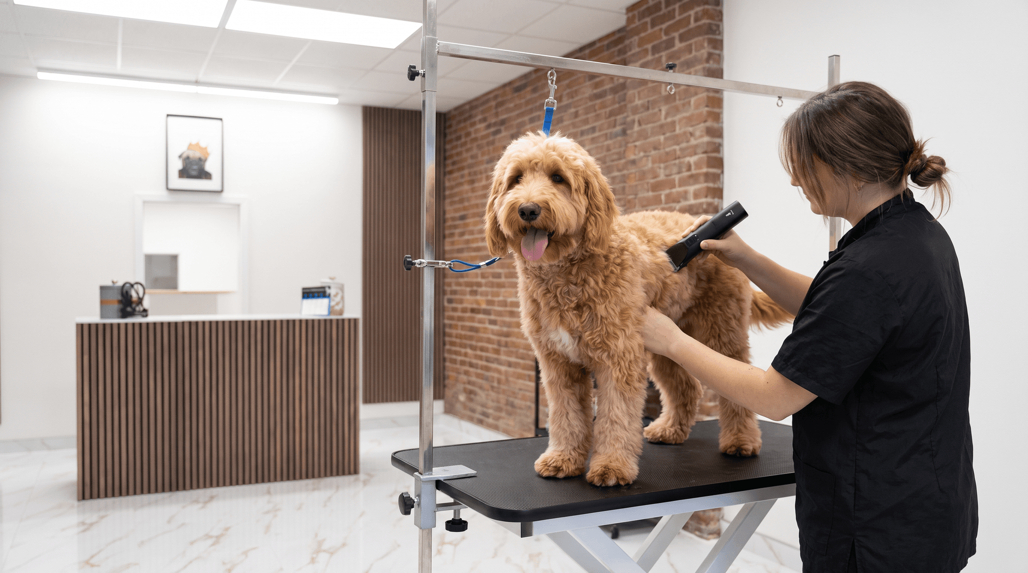 Chien au pelage soigné chez Royal Toilettage