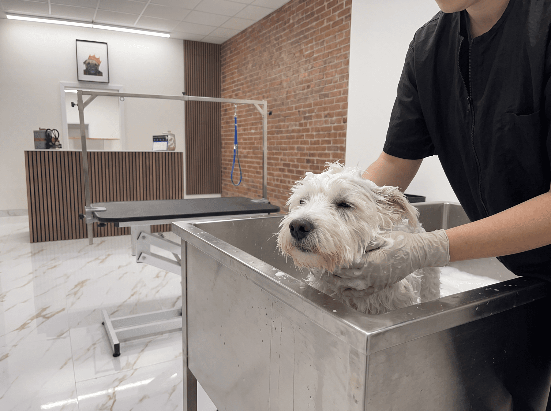 Un petit chien blanc dans le bain au salon de toilettage